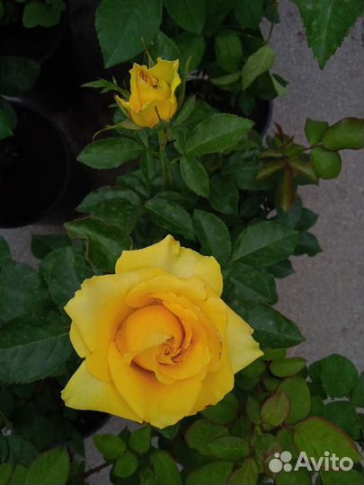 Розы цветущие кусты. Саженцы