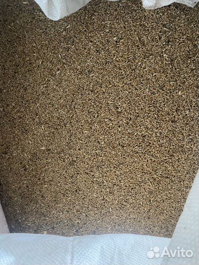 Пшеница фуражная