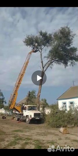 Спил Деревьев