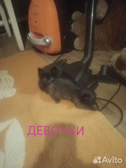 Котята Шахты