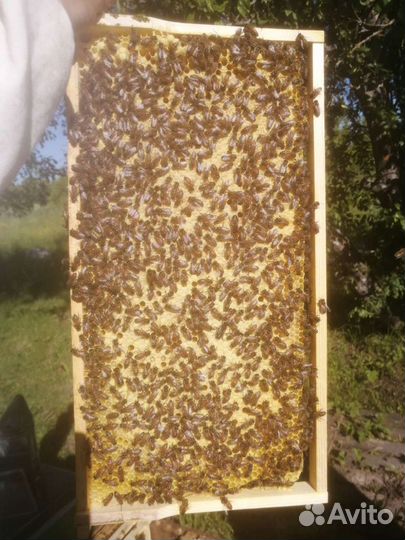 Пчелопакеты Бакфаст. Матки