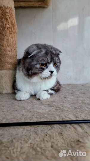 Шотландский кот вязка