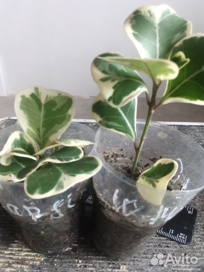 Фикусы редкие