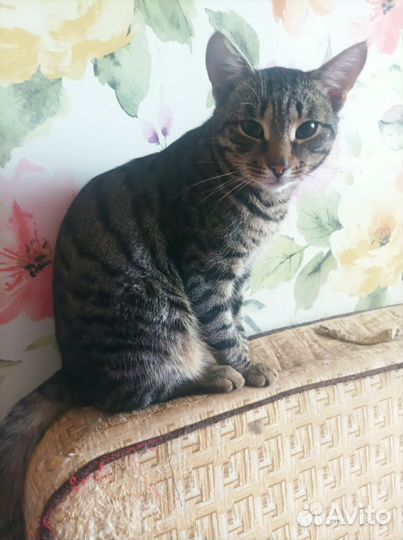 Бенгальский кот в добрые руки