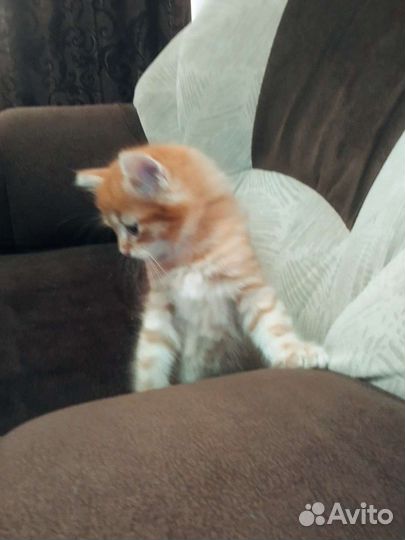 Котенок в дар