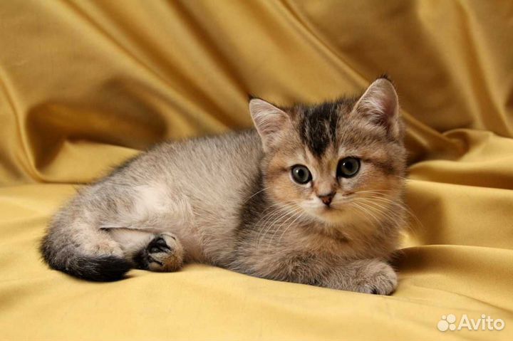 Британская золотая Шиншилла Лекс