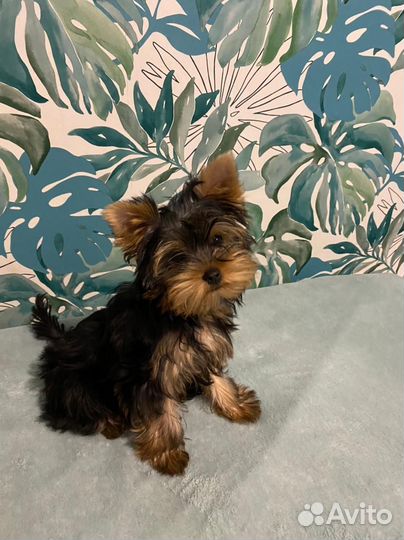 Йоркширский терьер щенки