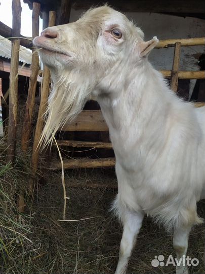 Козы и козлята