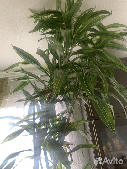 Пальма драцена