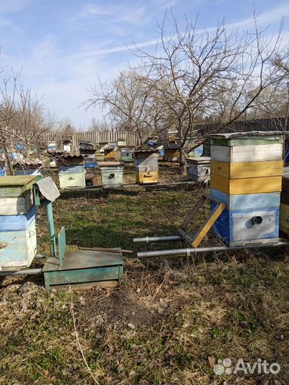Продам пчел пчелосемьи