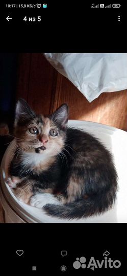 Кошка в дар бесплатно