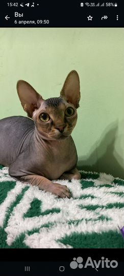 Канадский сфинкс кошка