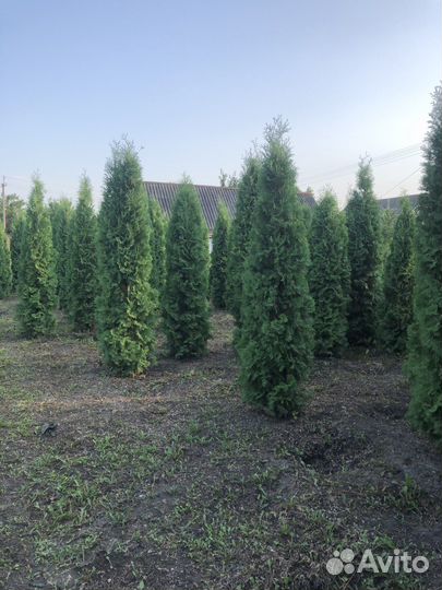 Туя Колумна