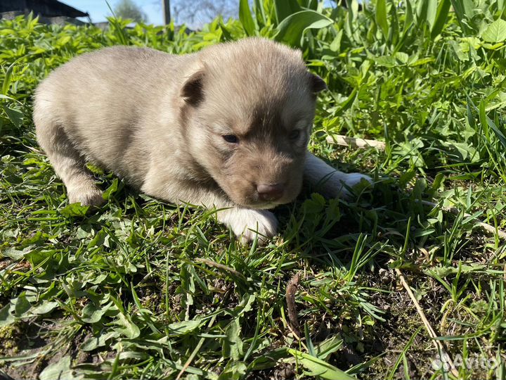 Щенки в добрые руки