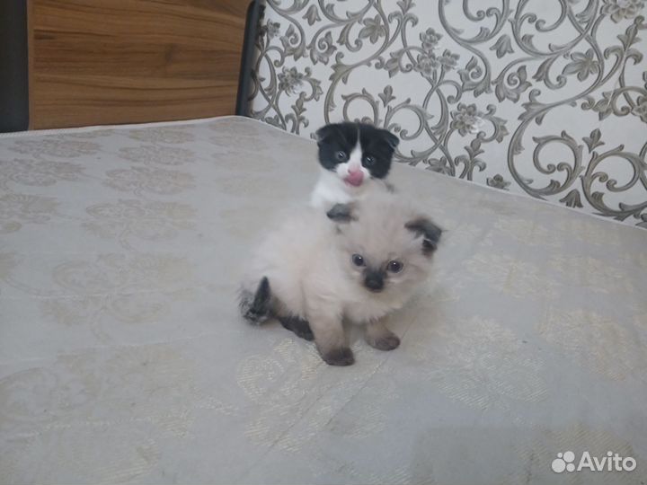 Котята в добрые руки, мальчики с мамой