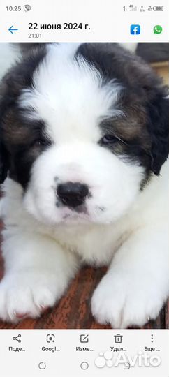 Московская сторожевая