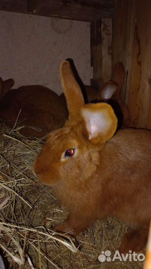 Новозеладские кролики