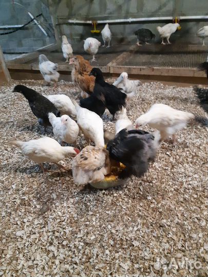 Цыплята подрощенные