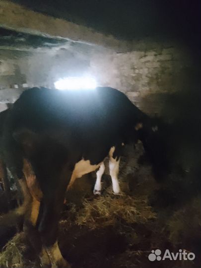 Корова дойная