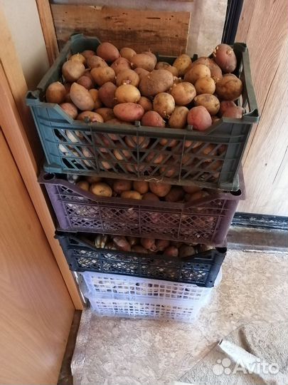 Картофель на посадку
