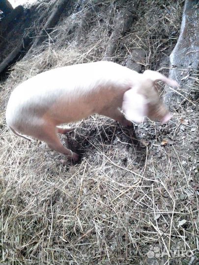 Продам поросят помесь ландрас с белой