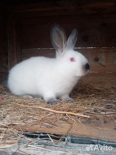 Кролики калифорнийские