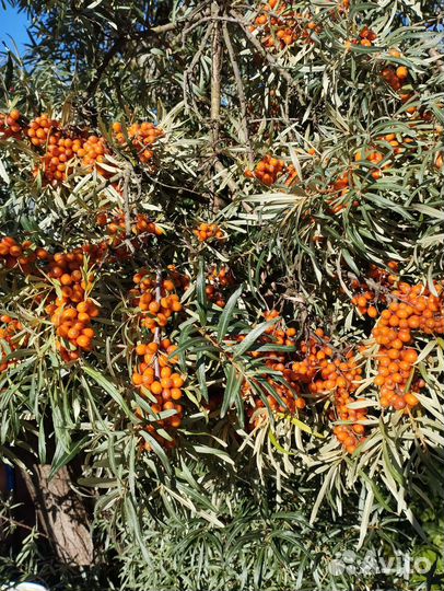 Облепиха ягоды