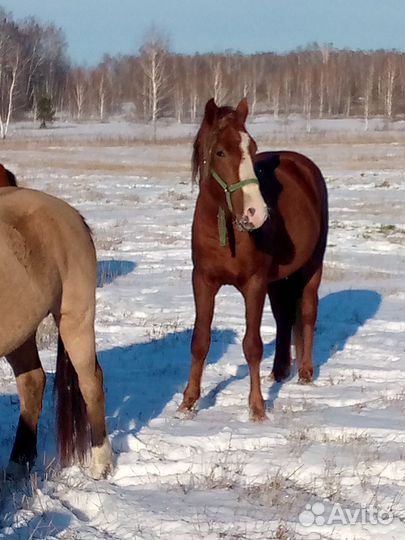 Жеребец, кобылки, лошади, обмен