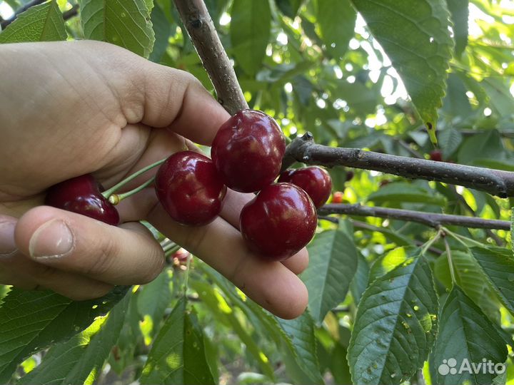 Черешня оптом