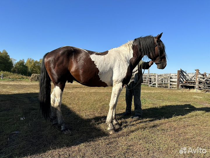 Лошадь жеребец