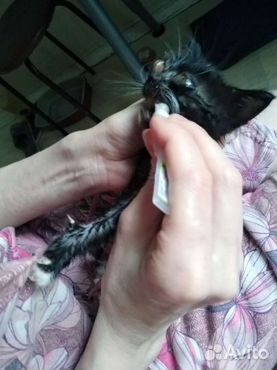 Котята сбор на лечение