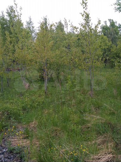 Участок 10 сот. (СНТ, ДНП)