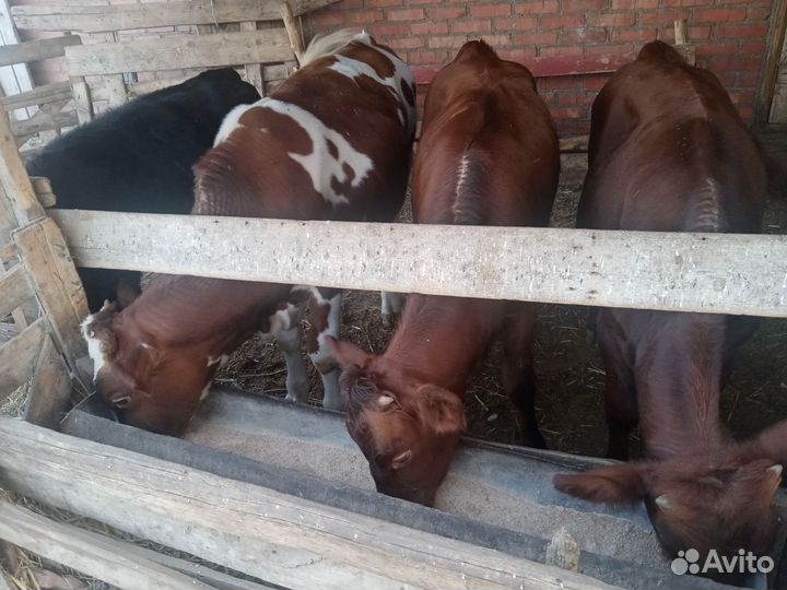 Телочки и бычки