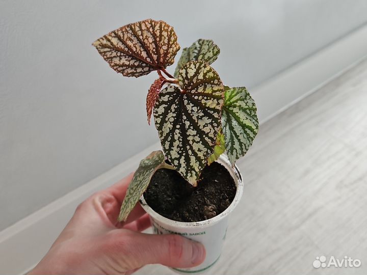 Бегония декоративно лиственная