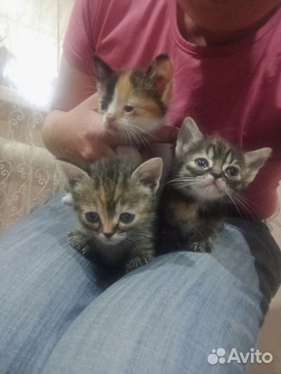 Кошки в дар бесплатно