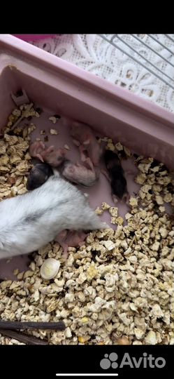 Джунгарский хомяк бесплатно