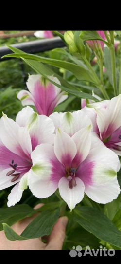 Цветы оптом