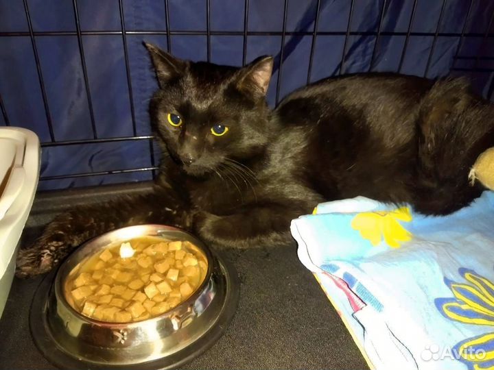 Шикарный черныш