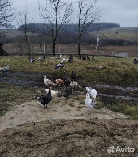 Индюки и индюшки на развод, племя,мясо индюшек