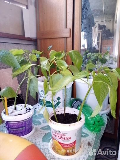 Перец красный сладкий