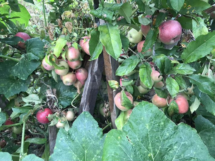 Участок 6 сот. (ИЖС)