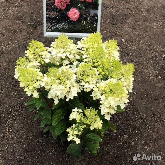 Гортензия метельчатая Литтл Рози