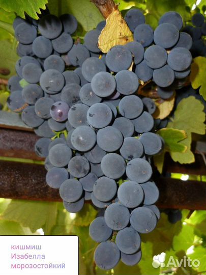 Саженцы винограда