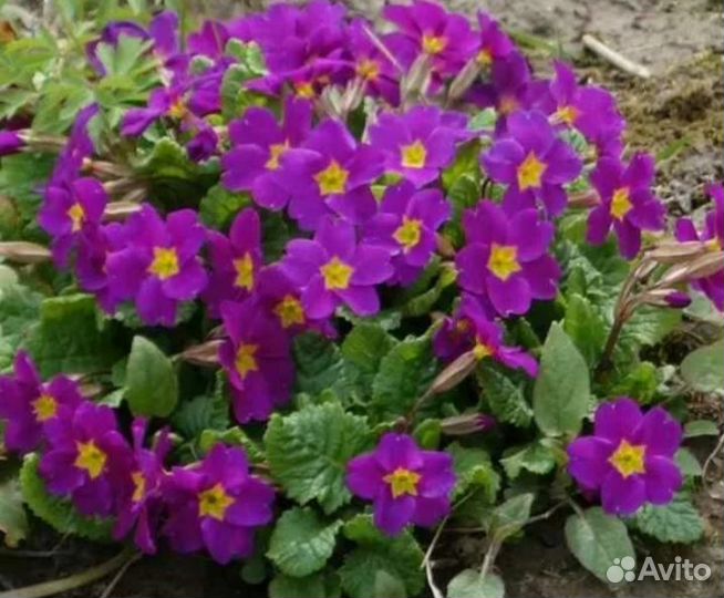 Примулы и др. Весеннецветущий многолетник для сада