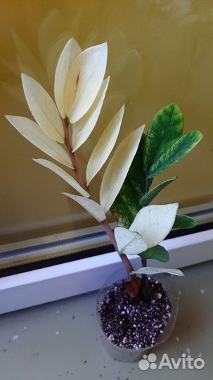 Замиокулькас вариегатный