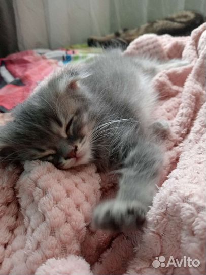 Кошка в дар