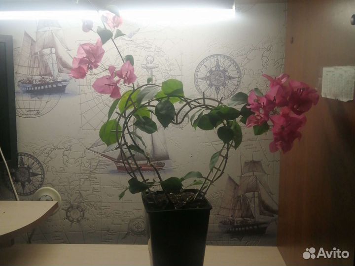 Бугенвиллия