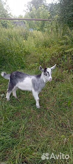 Продаются козлята