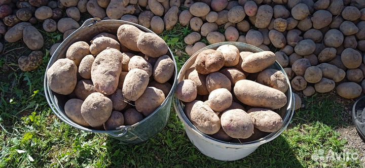 Картофель крупный