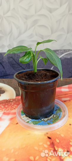 Диффенбахия